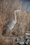 Great Blue Heron standing in phragmites by river