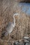 Great Blue Heron standing in phragmites by river horizontal