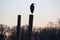 A great blue heron standing on a piling