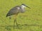 Great Blue Heron Standing in a Pond full of Duckweed