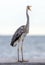 Great Blue Heron in standing pose.