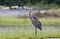 Great Blue Heron standing in the rain, Walton County, Georgia USA