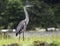 Great Blue Heron standing in the rain, Walton County, Georgia USA