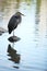 Great Blue Heron standing on a rock