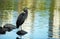 Great Blue Heron standing on a rock