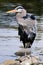 A great blue heron standing on a rock with wind blowing its feather