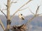 Great Blue Heron standing in rookery nest