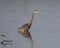 Great blue heron standing in shallow water in White Rock Lake in Dallas, Texas.