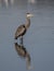 Great blue heron standing in shallow water in White Rock Lake in Dallas, Texas.