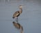 Great blue heron standing in shallow water in White Rock Lake in Dallas, Texas.