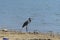 Great Blue Heron standing on shoreline