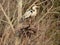 Great Blue Heron standing on stick nest in NYS FingerLakes