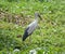 Great blue heron standing in the swamp