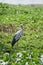 Great blue heron standing in the swamp