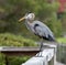 Great Blue Heron Standing Tall against Blurred Background