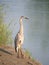 Great Blue Heron Standing Tall on the Edge of the River