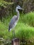 Great blue heron standing watching on a post