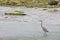 Great blue Heron standing in water near shoreline