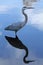 Great blue heron standing in water, with reflection, in Florida.