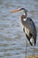 Great Blue Heron standing at water\\\'s edge