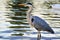 Great Blue Heron standing in water at sunset