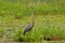 Great Blue Heron standing in water and vegetation