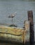 Great Blue Heron Standing on a Wooden Pier