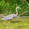 Great blue heron stands in algae covered water