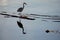 Great blue heron stands on driftwood with open beak, its reflection mirrored in the calm sea