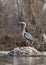 A Great Blue Heron stands on a frosted muskrat house