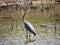 A Great Blue Heron stands in a shallow pond