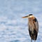 Great Blue Heron Staying Warm