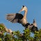 Great blue heron stretches wings