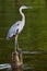 Great Blue Heron on Stump