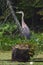 Great Blue Heron on a Stump