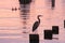 Great Blue Heron and sunset