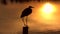 Great blue heron at sunset in Florida wetlands