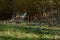 Great Blue Heron swallowing a bluegill fish with fish tail still visible image two in sequence