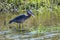 A Great Blue Heron Swallowing Fish