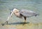 Great Blue Heron Swallowing a Huge Lady Fish as it Stands in the Shallows of a Florida Bay