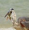 Great Blue Heron Swallowing Pin Fish