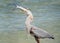 A Great Blue Heron Swallows a Huge Lady Fish Given to It By a Shore Fisherman