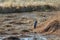 Great Blue Heron in a Swamp