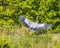 Great Blue Heron swooping in for a landing