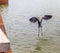 Great Blue Heron Takes Flight