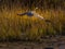 Great Blue Heron Takes to the Sky