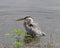 Great Blue Heron taking a swim