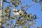 Great Blue Heron in Tree