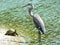 Great Blue Heron & Turtle