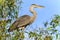 Great Blue Heron Venice Rookery